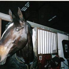 Dansk Varmblod Happy Bally (Solgt)