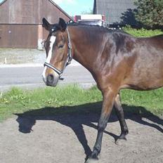 Anden særlig race Pablo