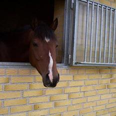 Tysk Sportspony Chemin De Royal 