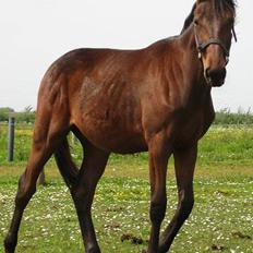 Traver Nok én Speedy (Nokken)