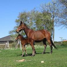 Traver Nok én Speedy (Nokken)