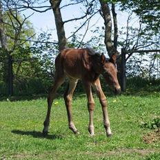 Traver Nok én Speedy (Nokken)