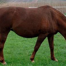 Anden særlig race Junni - RIP