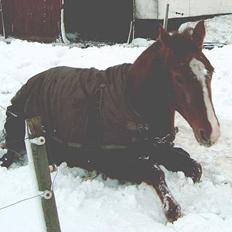 Anden særlig race Junni - RIP
