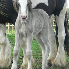 Tinker Lindholms Silver