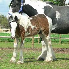 Tinker Lindholms Carlo Olsen