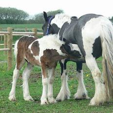 Tinker Lindholms Carlo Olsen