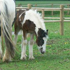Tinker Lindholms Carlo Olsen