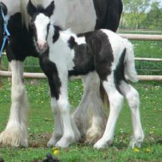 Tinker Lindholms Blue Boy