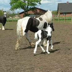 Tinker Lindholms Blue Boy