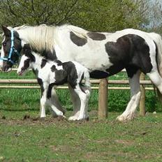 Tinker Lindholms Blue Boy