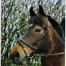 Oldenborg Joy R.I.P, Altid savnet