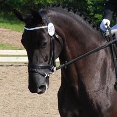 Dansk Varmblod Miss Melanie