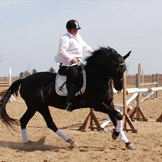 Dansk Varmblod Miss Melanie