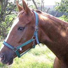 Knabstrupper Havens Alchemilla - død.