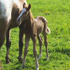 Knabstrupper Havens Alchemilla - død.