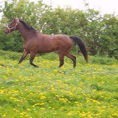 Dansk Varmblod Højvangs Lumina *RIP*
