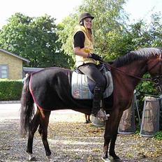 Tysk Varmblod jenstruplund Carisma