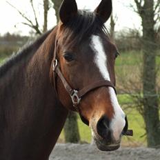 Hollandsk Sportspony O'mienaisha SOLGT