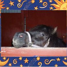 Shetlænder Tippe *Er elsket*