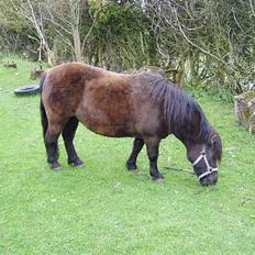 Shetlænder Tippe *Er elsket*