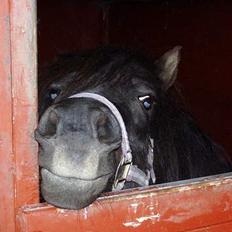 Shetlænder Tippe *Er elsket*