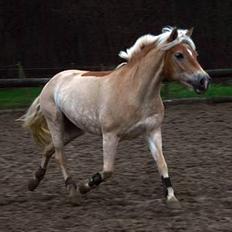 Haflinger Ines (Tidl. pony)