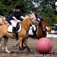 Haflinger Ines (Tidl. pony)