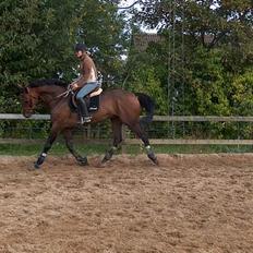 Holstener A. K´s Lasall 36