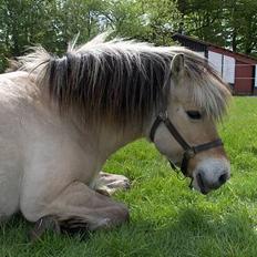 Fjordhest Licitta <3 solgt.
