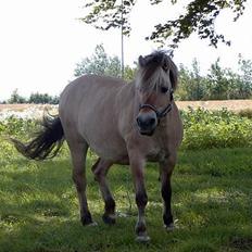 Fjordhest Licitta <3 solgt.