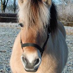 Fjordhest Licitta <3 solgt.