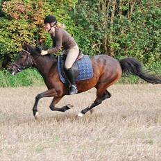 New Forest Elmholts Odessa SOLGT