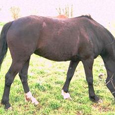 Anden særlig race Dansk varmblod - Zoya