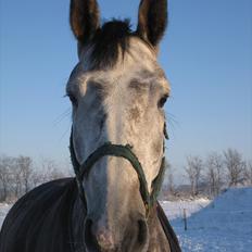 Dansk Varmblod Casia