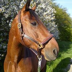 Hollandsk Varmblod Zorro - R.I.P 10/4 - 08