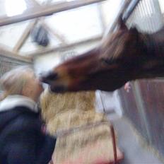 Anden særlig race Hannibal <3