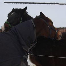 Anden særlig race Hannibal <3