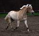 Haflinger Ines (Tidl. pony)