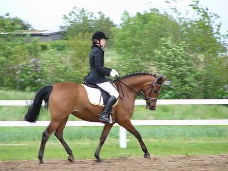 Arabisk fuldblod (OX) Toffifee - Igen til BG-Plus Cup. billede 14