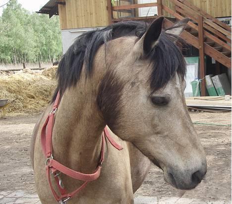 Connemara Perle (solgt) <33 - NYT : På vej hjem til gården! Så sødt <3 billede 8