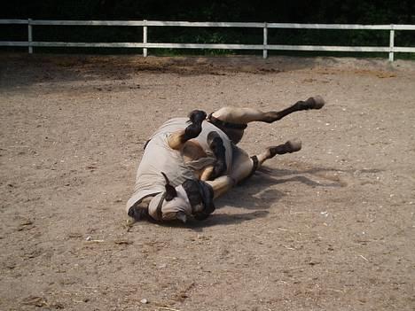 Connemara Perle (solgt) <33 - NYT - På fold <3 hihi.. billede 9