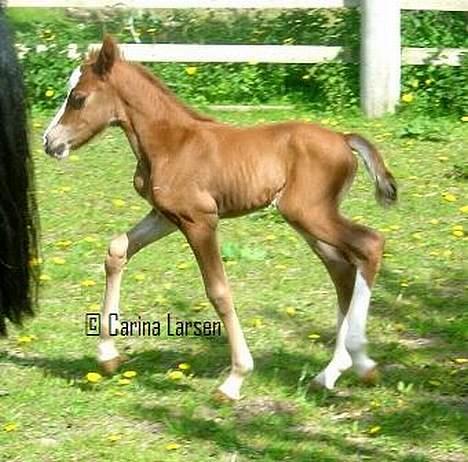 Welsh Cob (sec D) Haymos Zoe  - Billede udlånt af Carina L billede 9