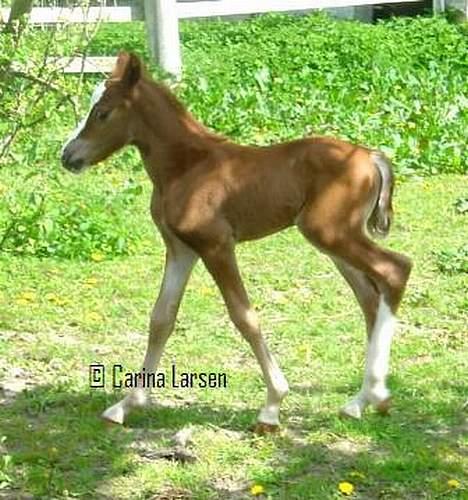 Welsh Cob (sec D) Haymos Zoe  - Billede udlånt af Carina L billede 10