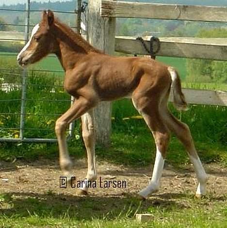 Welsh Cob (sec D) Haymos Zoe  - Billede udlånt af Carina L billede 11