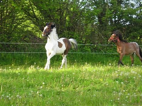 Islænder Bersi af Kransmose solgt billede 10