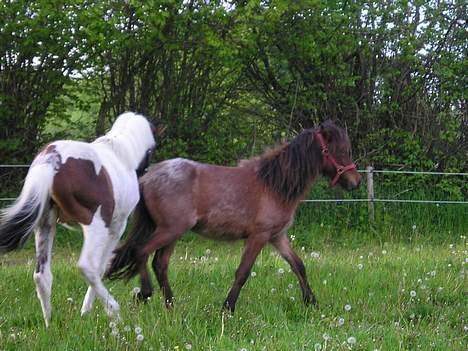 Islænder Bersi af Kransmose solgt billede 11