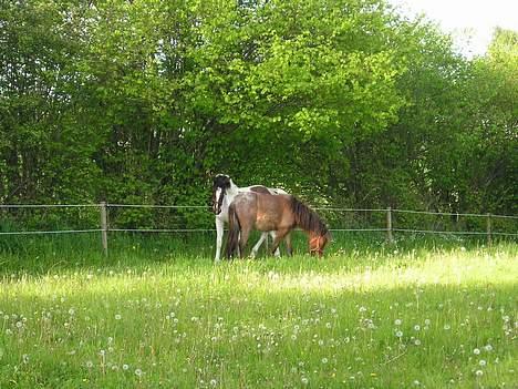 Islænder Bersi af Kransmose solgt billede 12