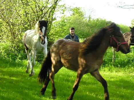 Islænder Bersi af Kransmose solgt billede 13