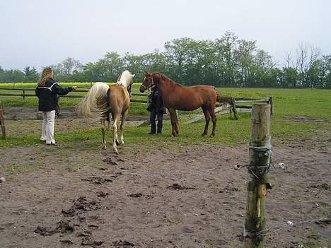 Anden særlig race Bonnie - Bonnie hos hingst billede 11